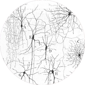 Esquema Neuronal. Ramón y Cajal